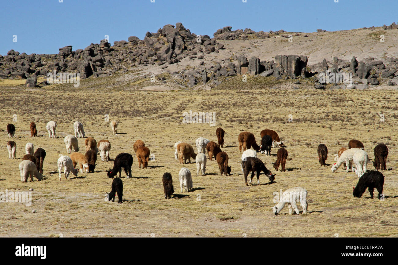 herd on altiplano Stock Photo