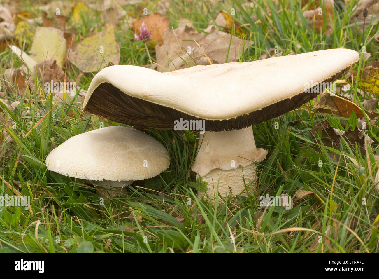 A full grown (10 inch) and a smaller fruiting body of this close relative of the Horse Mushroom between grasses and fallen leaves. Stock Photo