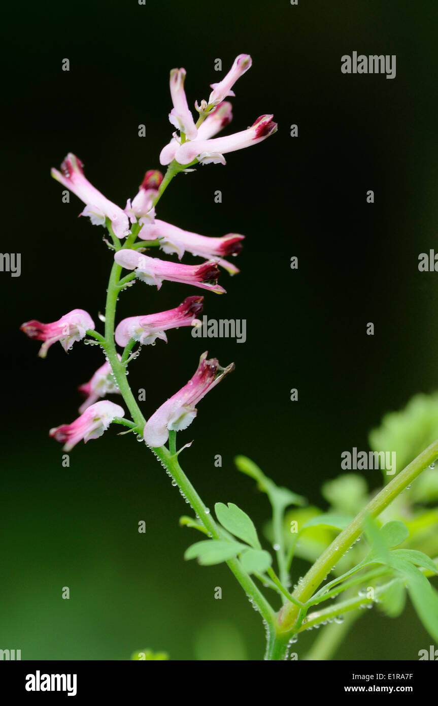 Flowering Common Ramping Fumitory Stock Photo