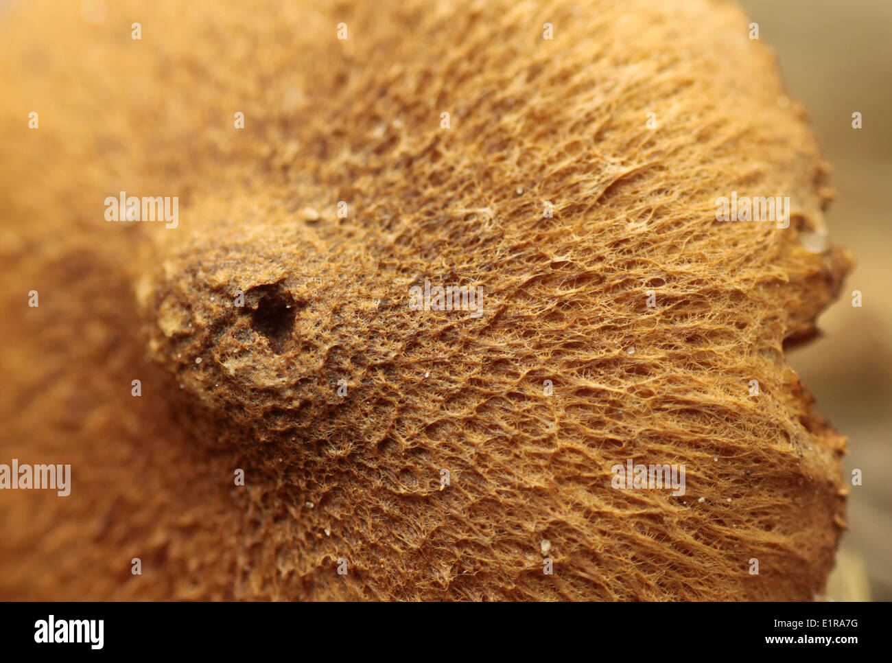 Detail of the cap of Inocybe lacera Stock Photo