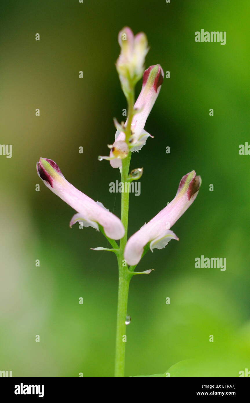 Flowering dew covered Common Ramping Fumitory Stock Photo