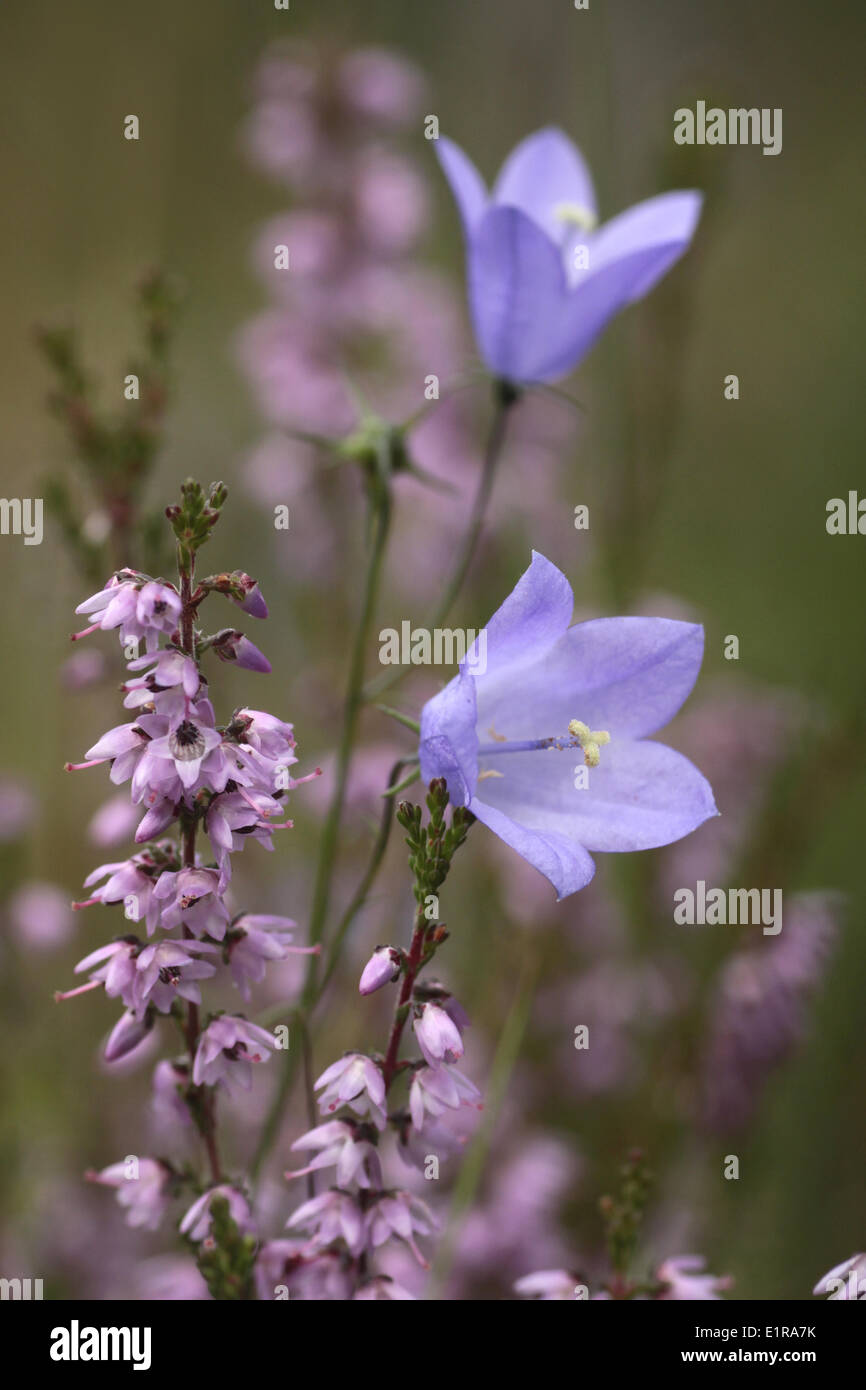 Harebell and Heather Stock Photo