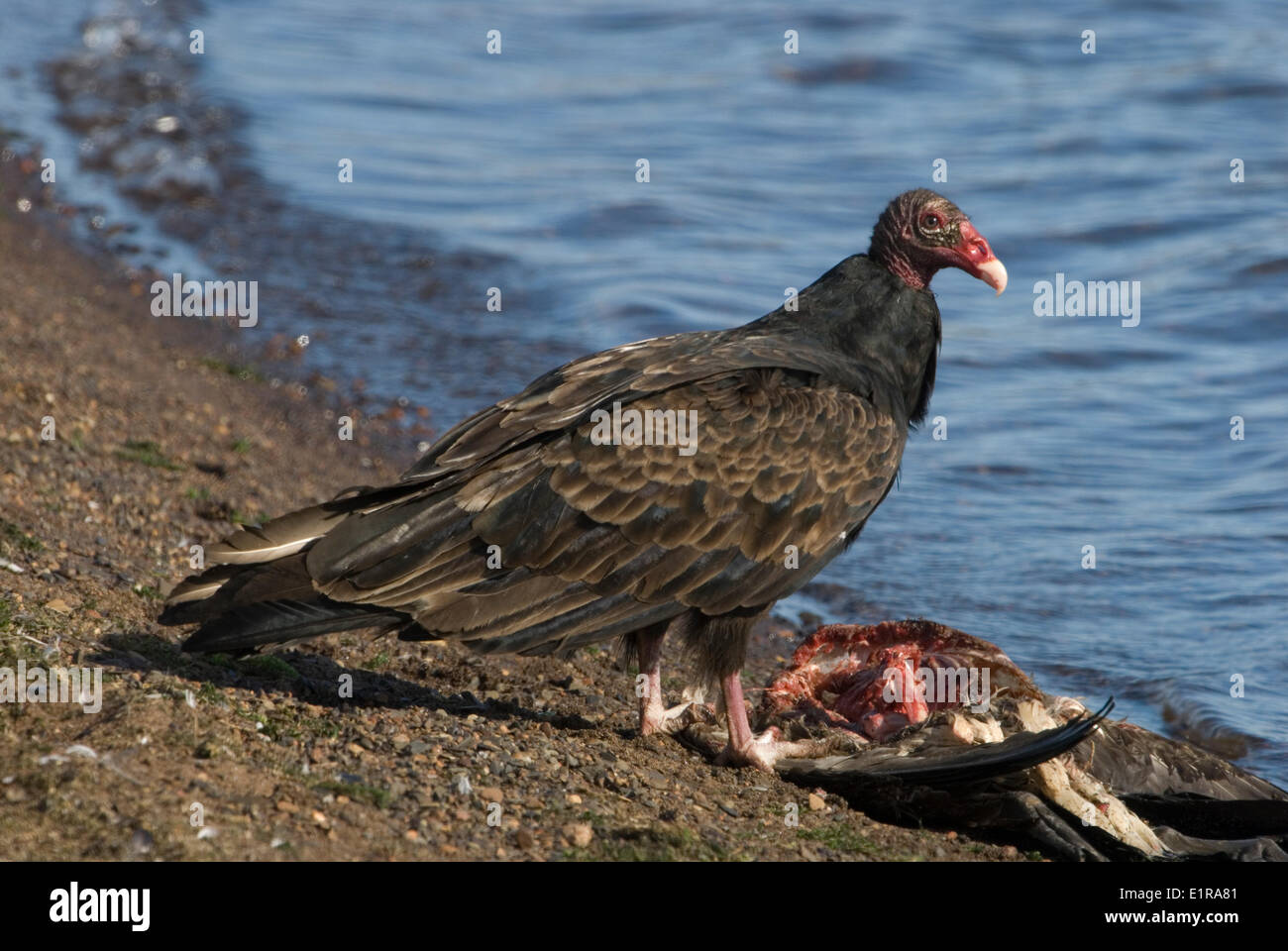 A Turkey Vulture eating of the carcass of a Canada Goose Stock Photo - Alamy