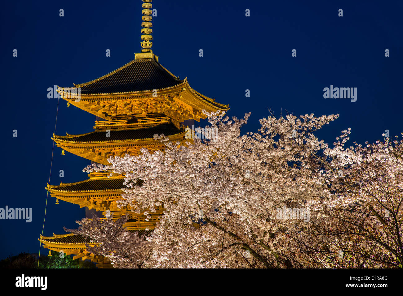 Blooming cherry tree illuminated at night with pagoda of Toji Temple behind, Kyoto, Japan Stock Photo