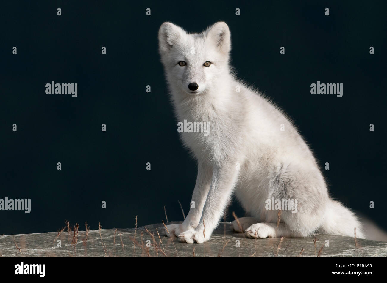 sitting Arctic fox in stone pit Stock Photo