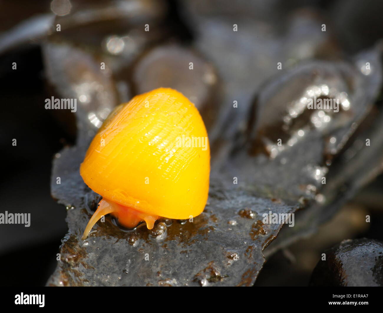 Flat periwinkle on Fucus in the harbour of Yerseke. Stock Photo