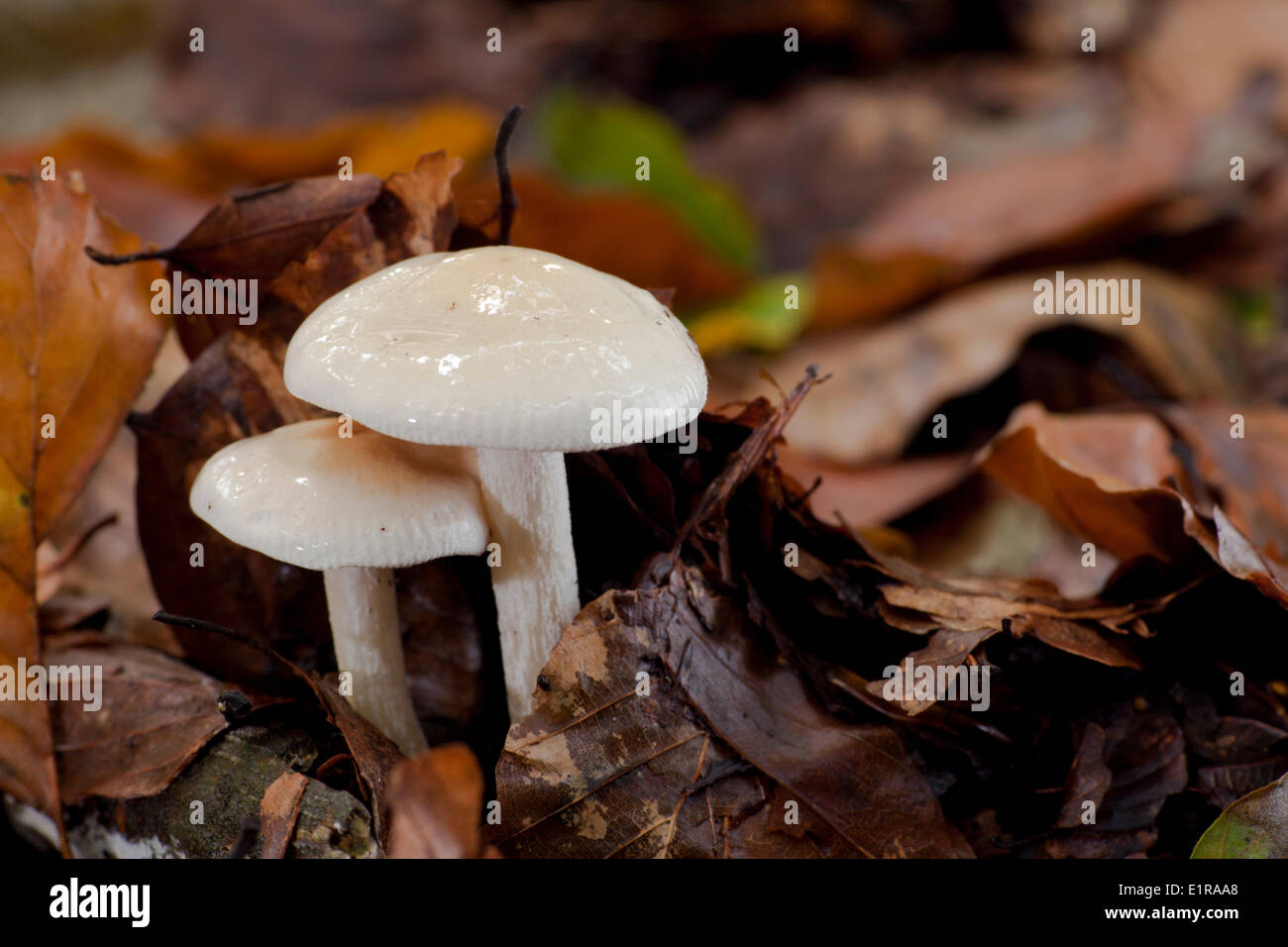 Hebeloma velutipes is a common species of forests in the Netherlands and Belgium. Stock Photo
