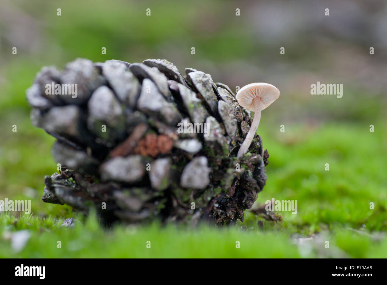 Conifercone Cap grows on coniferous cones as the name indicates. Stock Photo