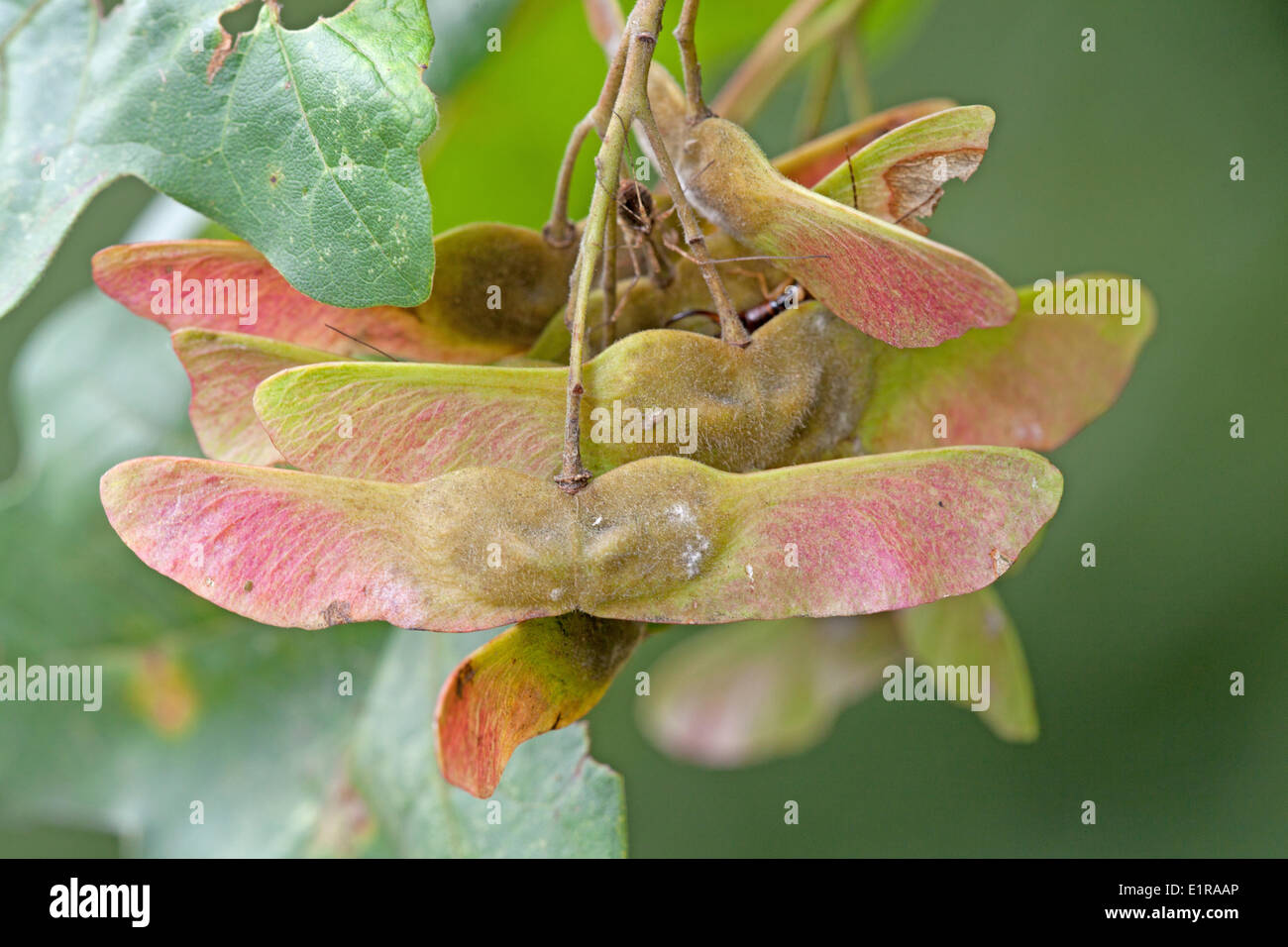 Sycamore maple tree seeds hires stock photography and images Alamy