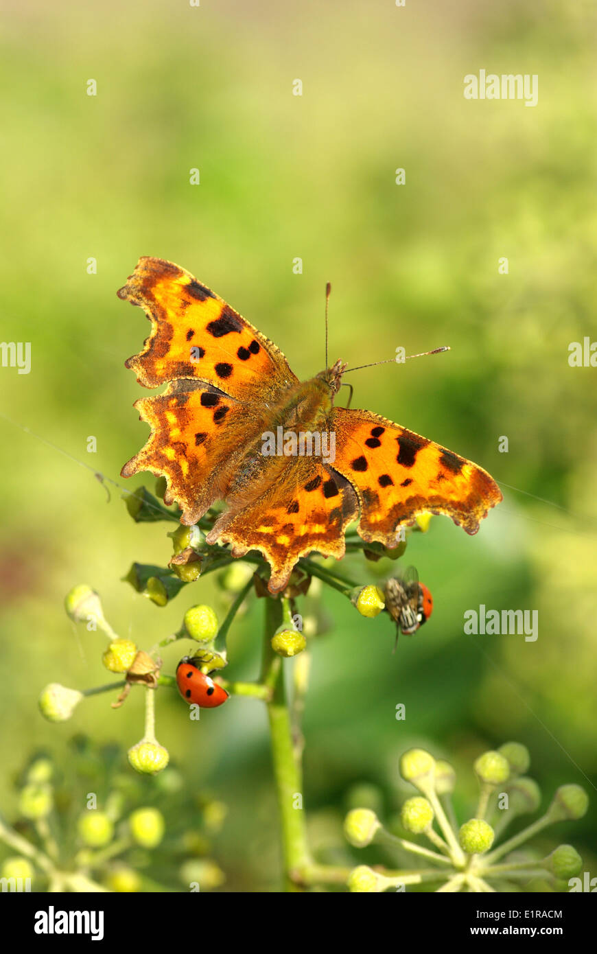 Comma butterfly and two Seven-spot Ladybirds on ivy Stock Photo