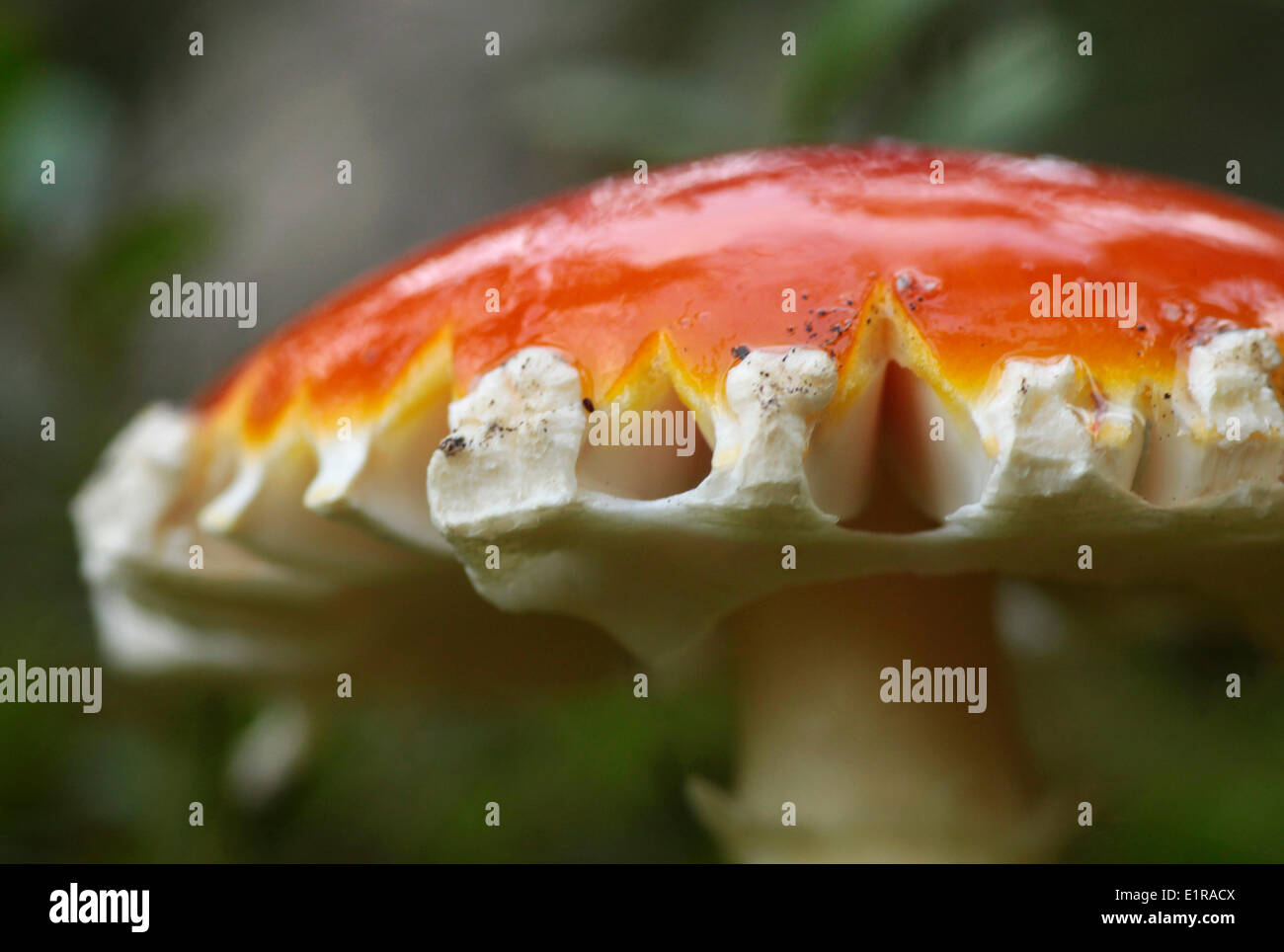 Fly agaric Stock Photo