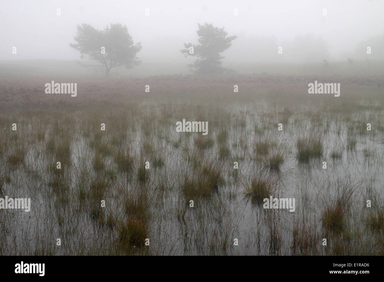 Morning fog at a moorland. Stock Photo