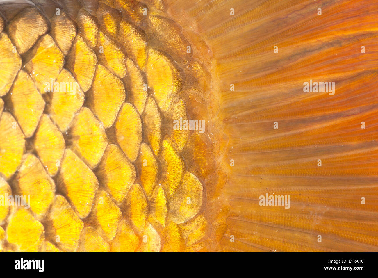 close-up of the scales and part of the tail of an carp Stock Photo