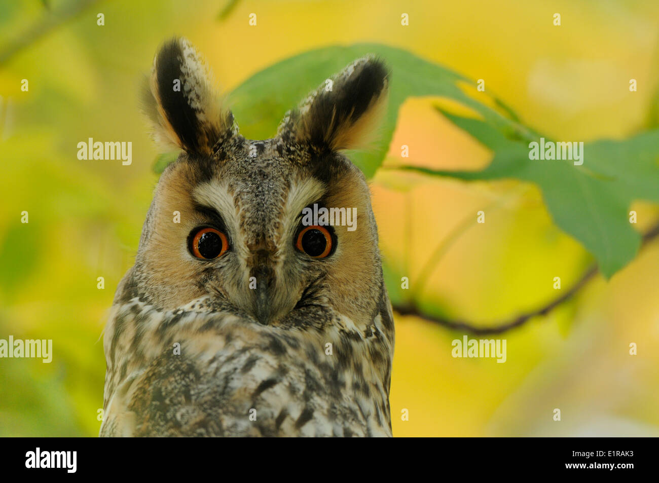 Roosting Long-eared Owl in deciduous tree in autumn colors looking down Stock Photo
