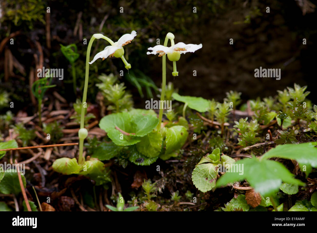Single Delight in an alpine forest in the Dolomites Stock Photo