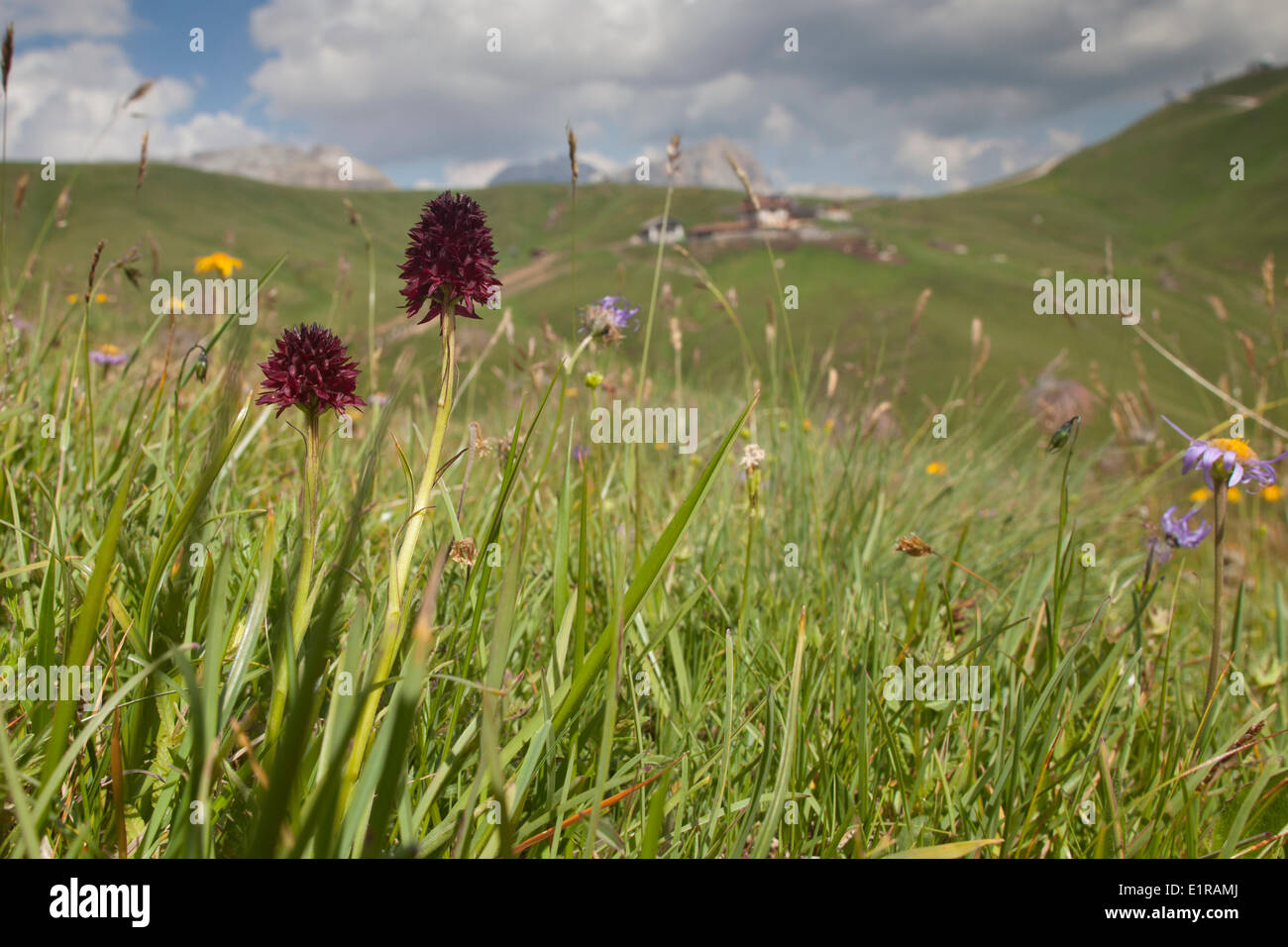 Vanille orchis is a common plant in the alpine meadows of the Dolomites Stock Photo
