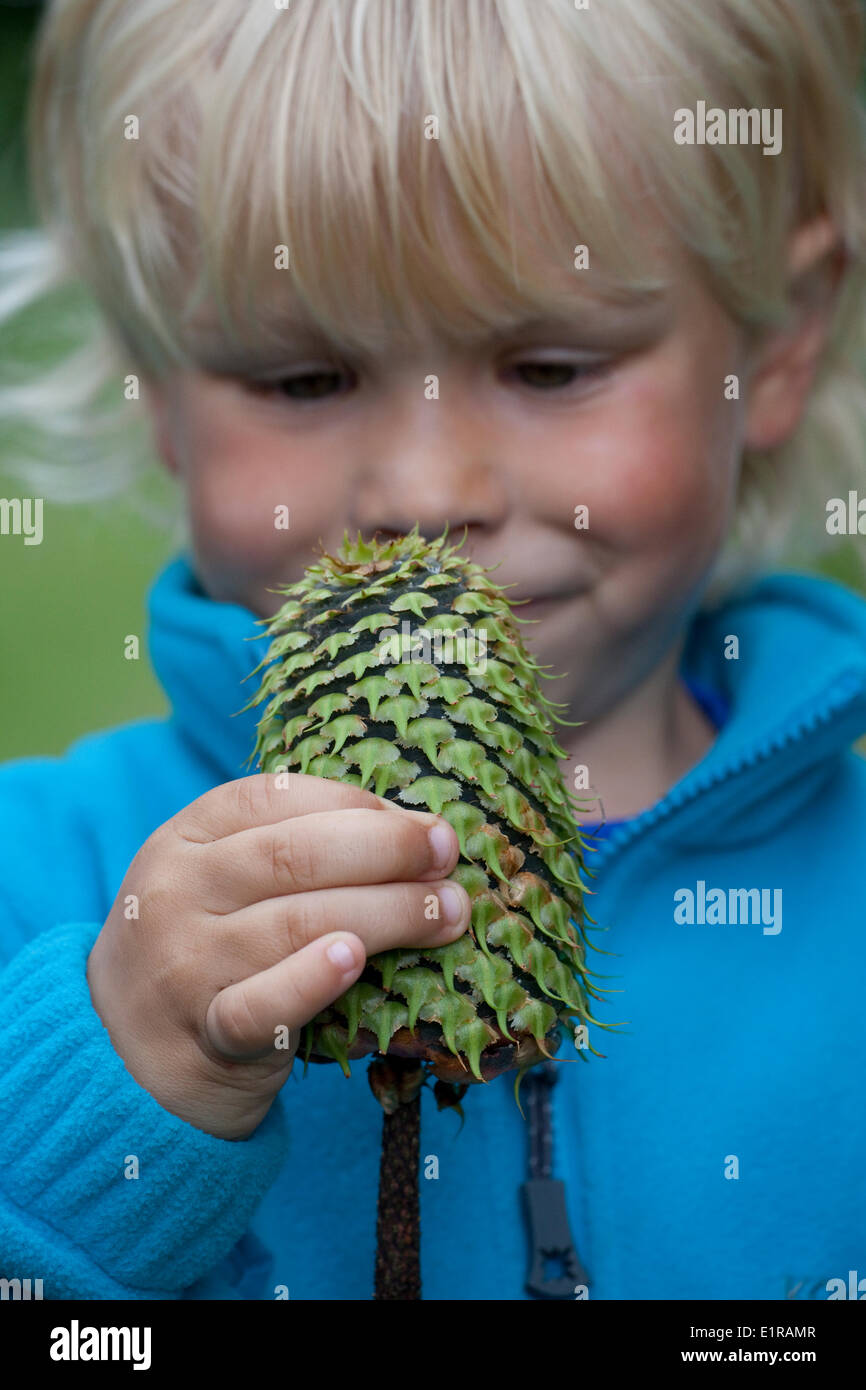 A boy holds the cone of a Noble Fir, Model released Stock Photo