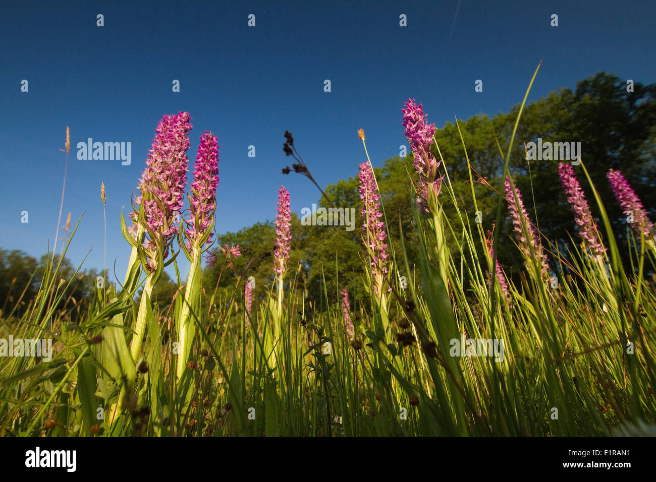 Western Marsh Orchids in meadow grassland. Stock Photo