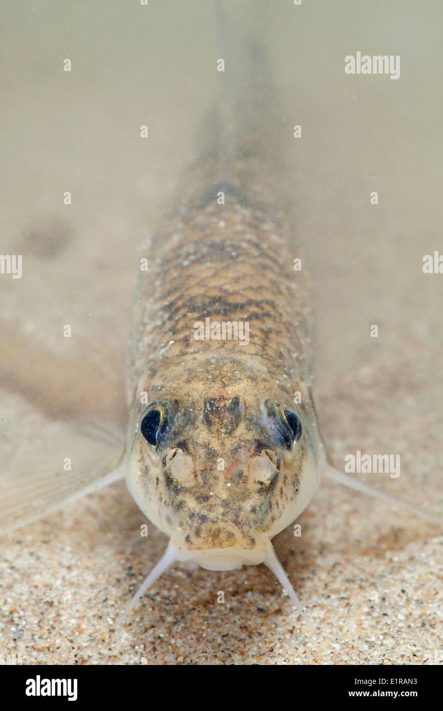 Vertical portrait of a White-finned gudgeon Stock Photo