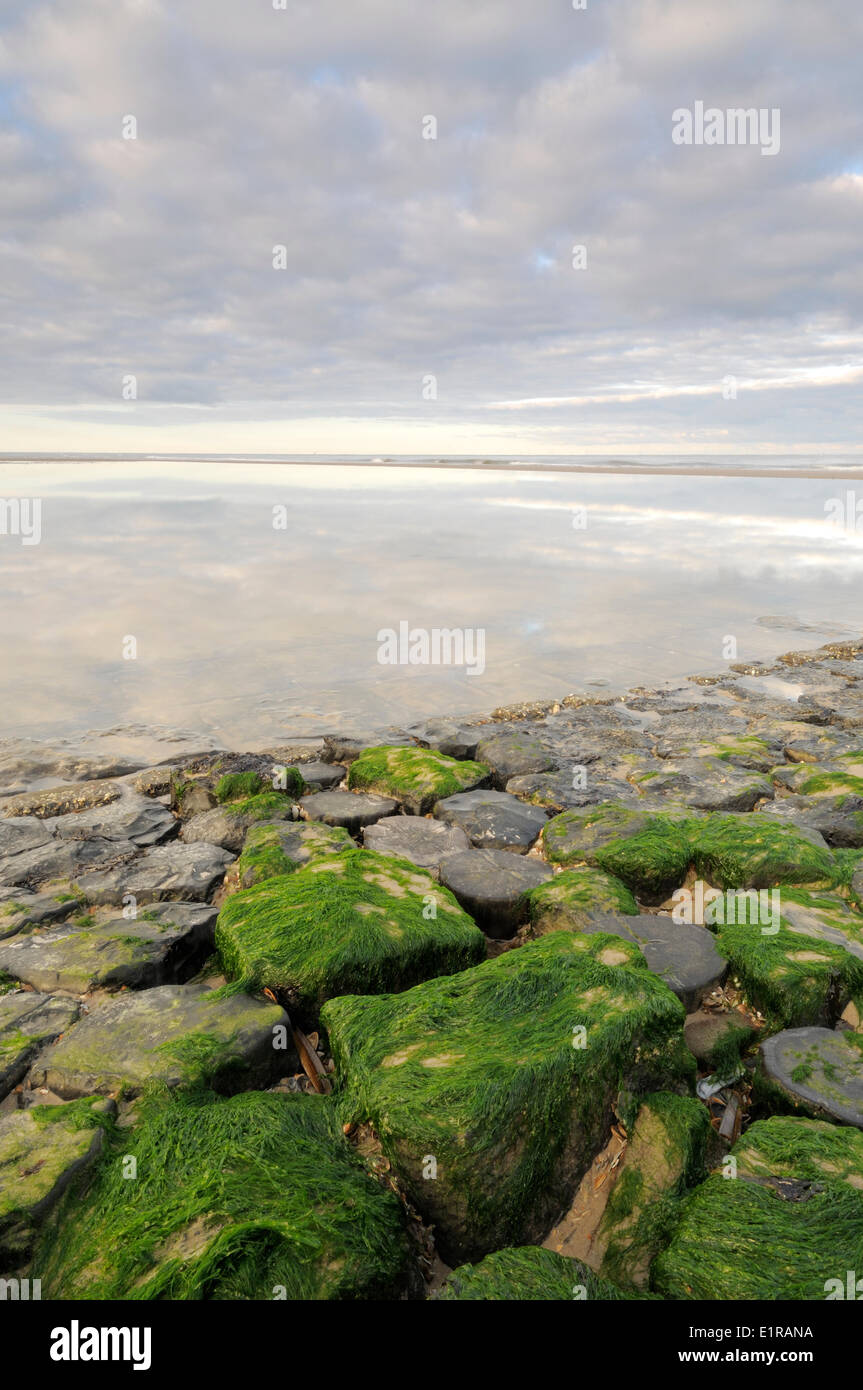 Green algae on rocks of sea dam during low tide Stock Photo