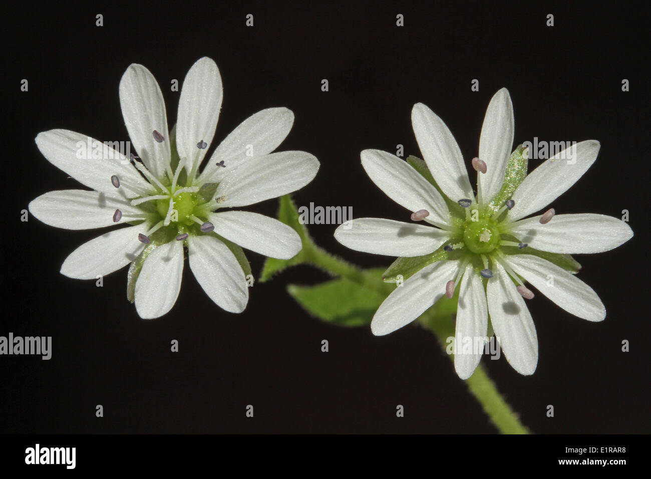 upper view of 2 flowers of the Water Chickweed Stock Photo