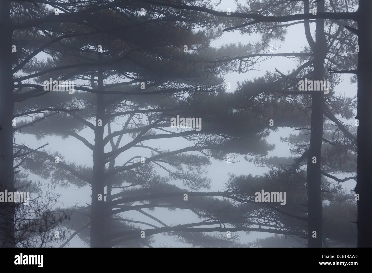 Huangshan Pine Trees in the fog. Stock Photo