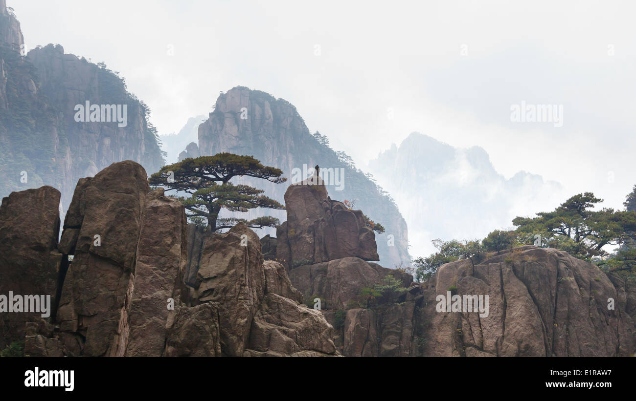 Huangshan Pine Tree on top of a mountain peak. Stock Photo