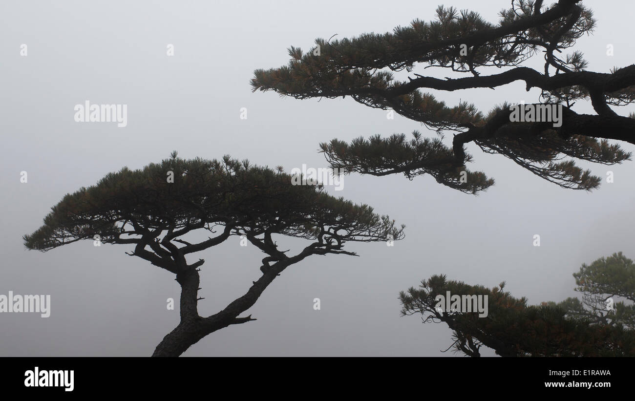 Silhouettes of Huang Shan Pines against a foggy background. Stock Photo