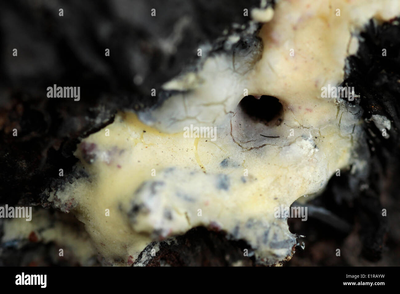 Slime mold on the burnt trunk of a Scots Pine Stock Photo