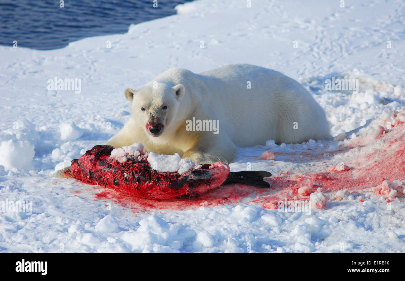 This picture shows a polar bear tearing up a ringed seal on an ice floe around Spitsbergen Stock Photo