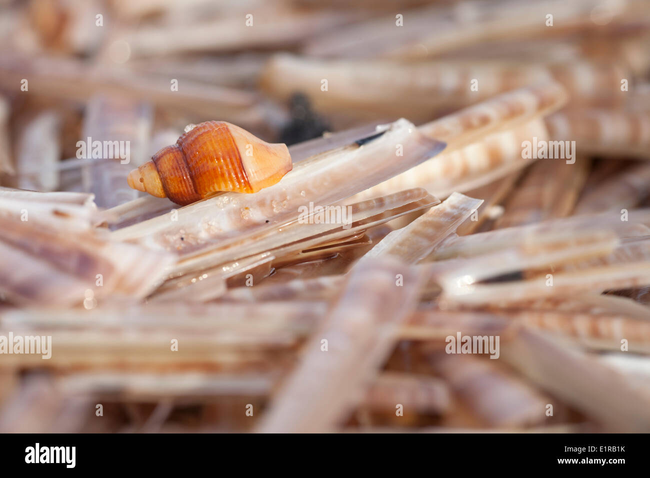 Common Whelk amidst Atlantic Jackknife on the beach of Walcheren. Stock Photo