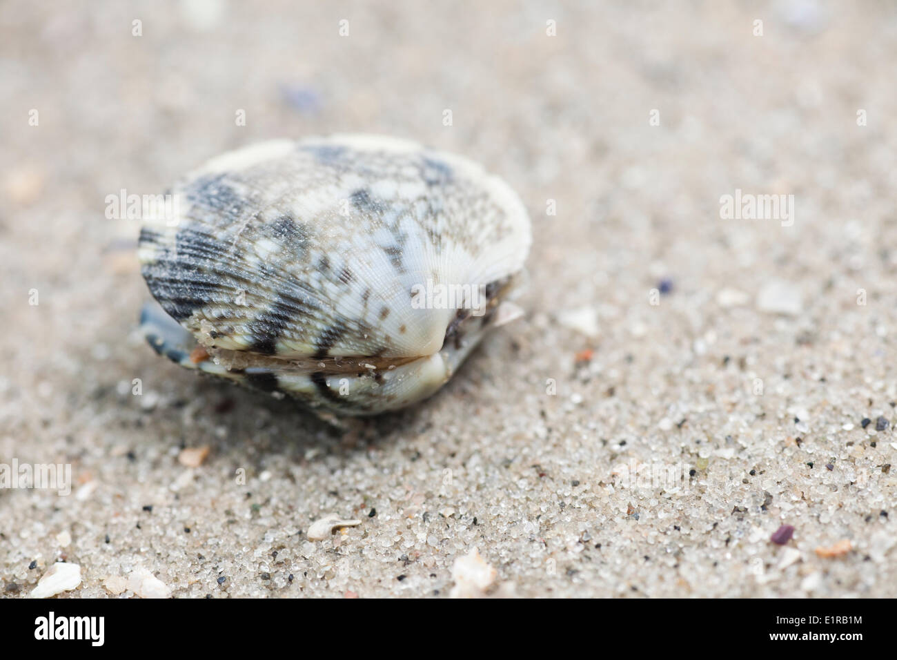 Stranded Philipine Carpet-shell on a beach along the Oosterschelde, an invasive alien that rapidly increases. Stock Photo