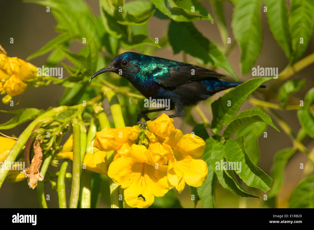 Palestine Sunbird male with flowers Stock Photo