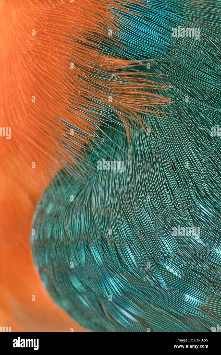 details of Kingfisher feathers Stock Photo Alamy