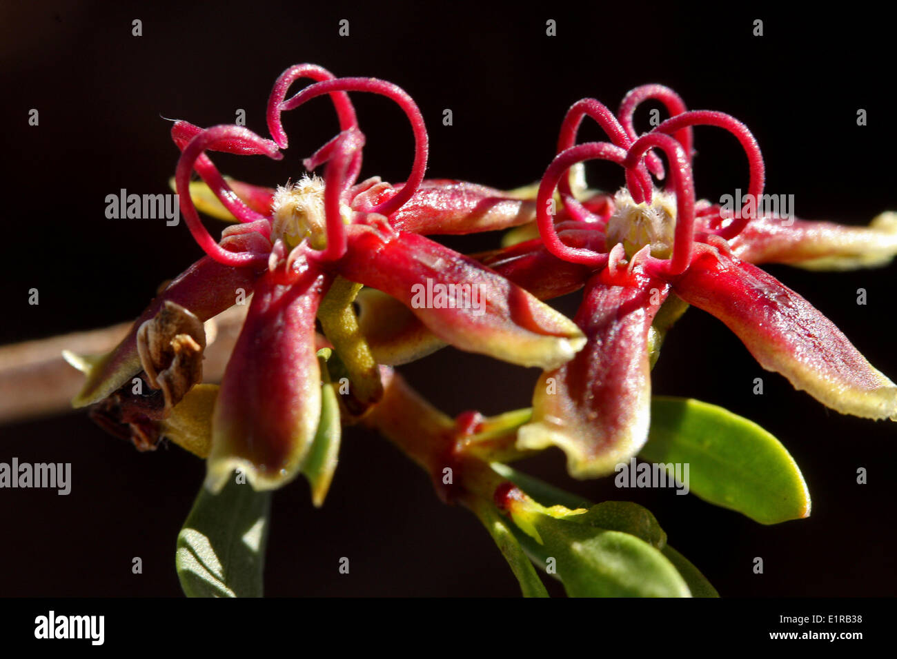 flowers of the Periploca laevigata, which only grow at the Canary Islands Stock Photo