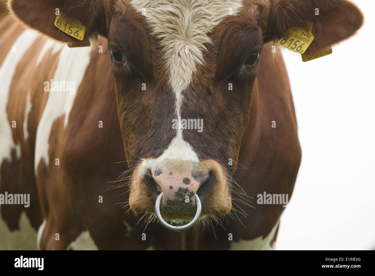 Portrait of a Bull with a ring through its nose Stock Photo - Alamy