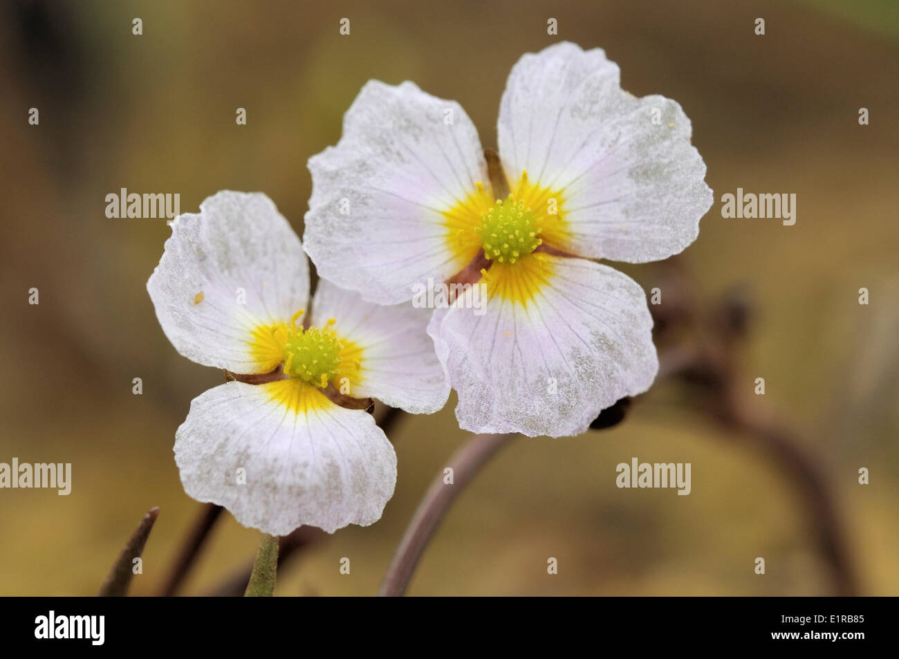 Two white flowers of Echinodorus ranunculoides next to eachother Stock Photo