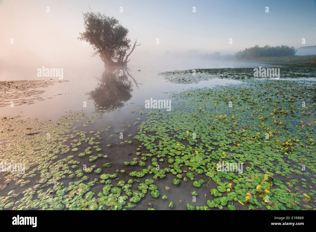 willow and fringed waterlily at sunrise Stock Photo