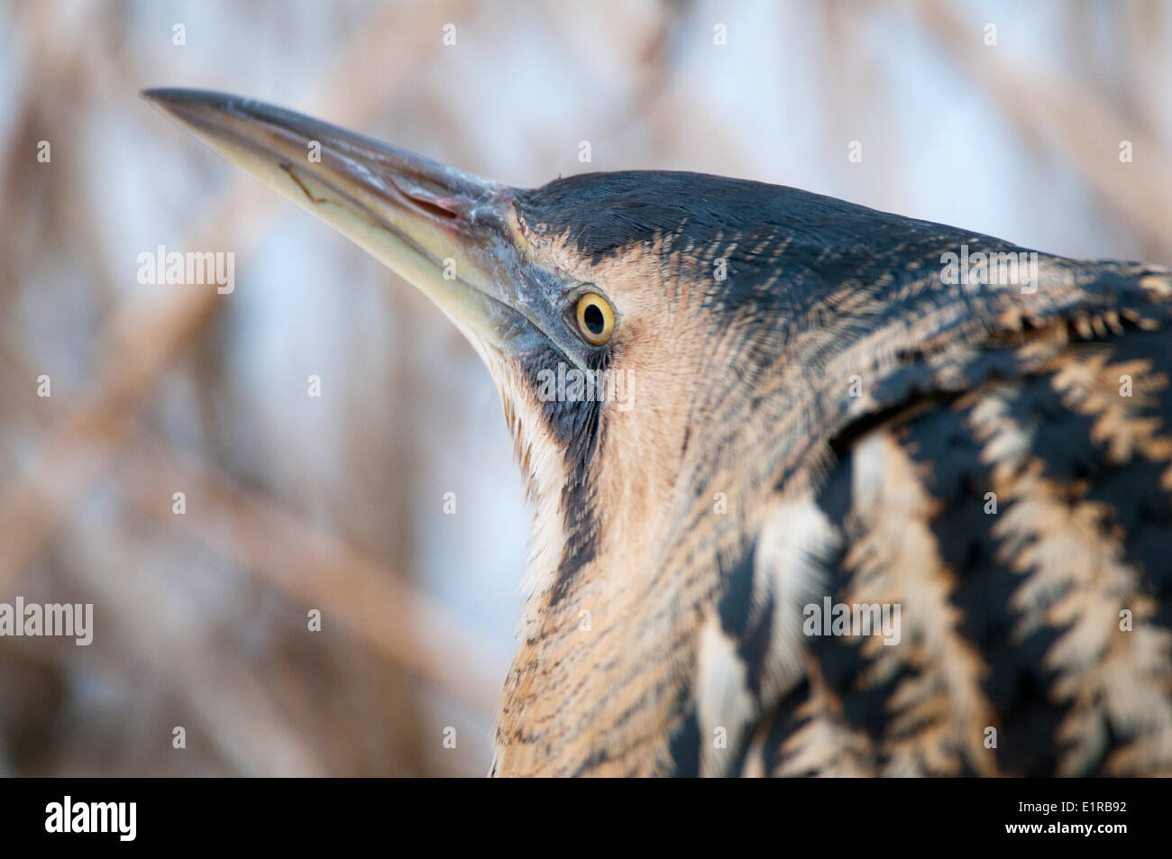 Bittern species hi-res stock photography and images - Alamy