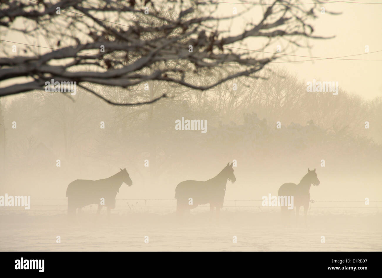 Horses at a foggy meadow. Stock Photo