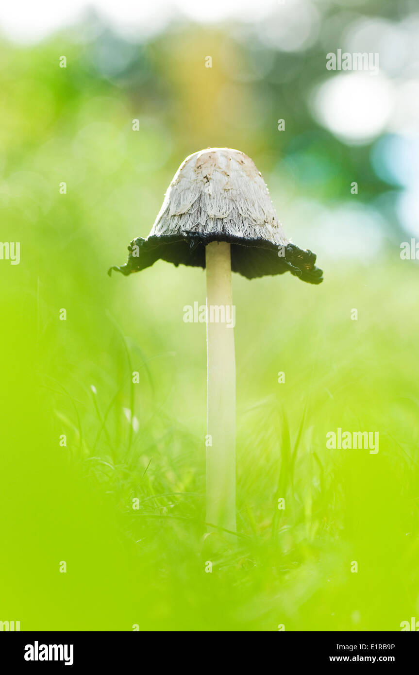 Macro picture of a Shaggy mane Stock Photo