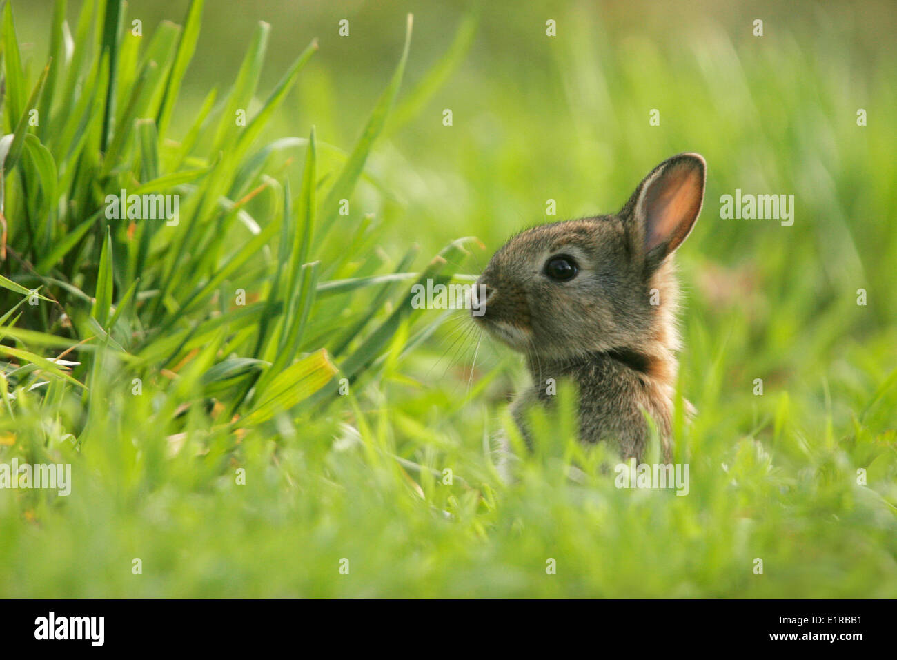 Rabbit at the edge of the forest hi-res stock photography and images ...