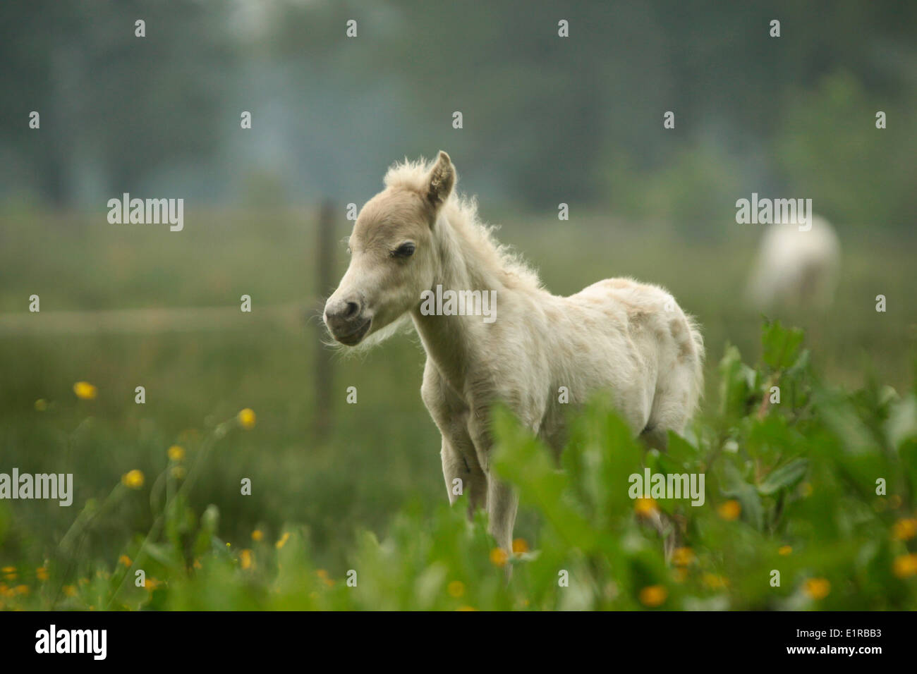 A foal is used as grazer Stock Photo