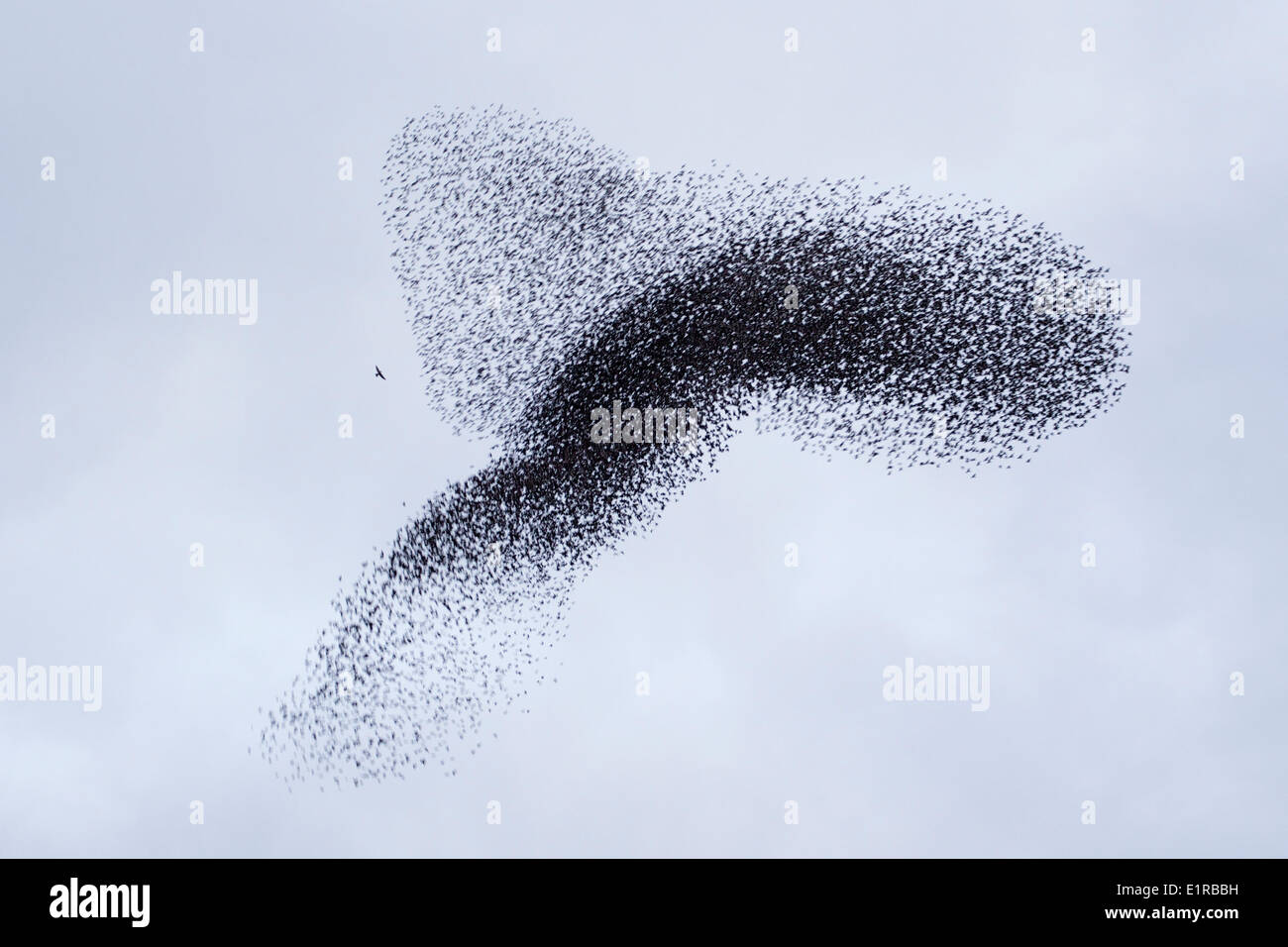 starlings are flying in spectacular formations Stock Photo