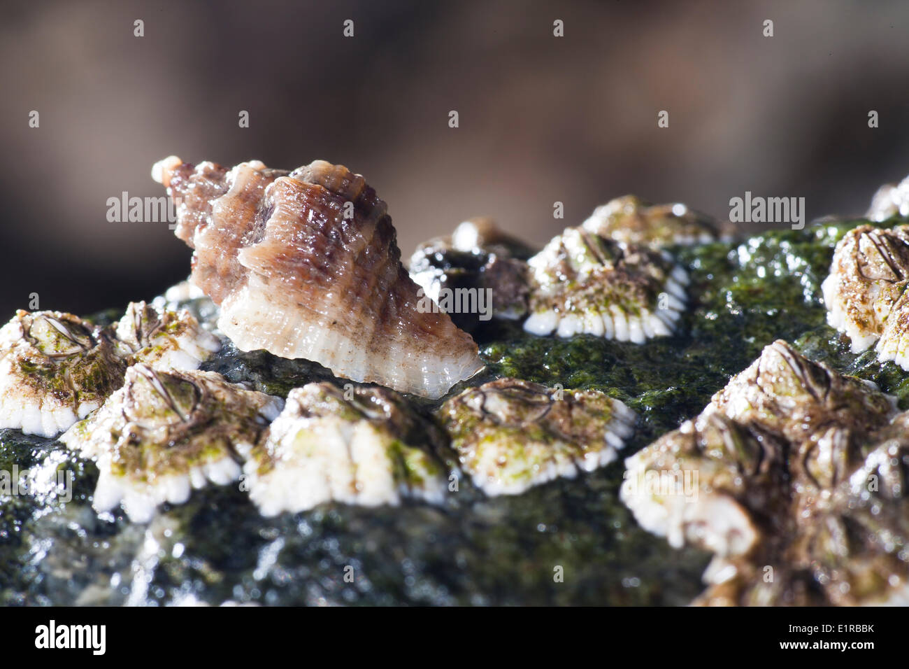 The Japanese Oyster Drill is an exote in the Netherlands, linked to the oyster cultures. It feeds on oysters and other Stock Photo