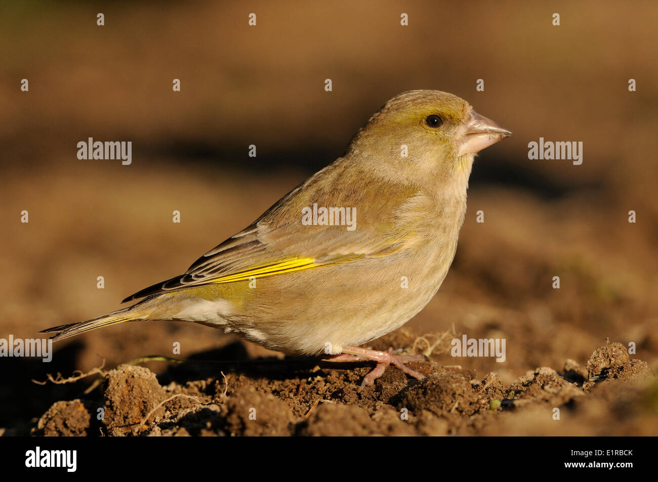 Greenfinch foraging on field in first light Stock Photo