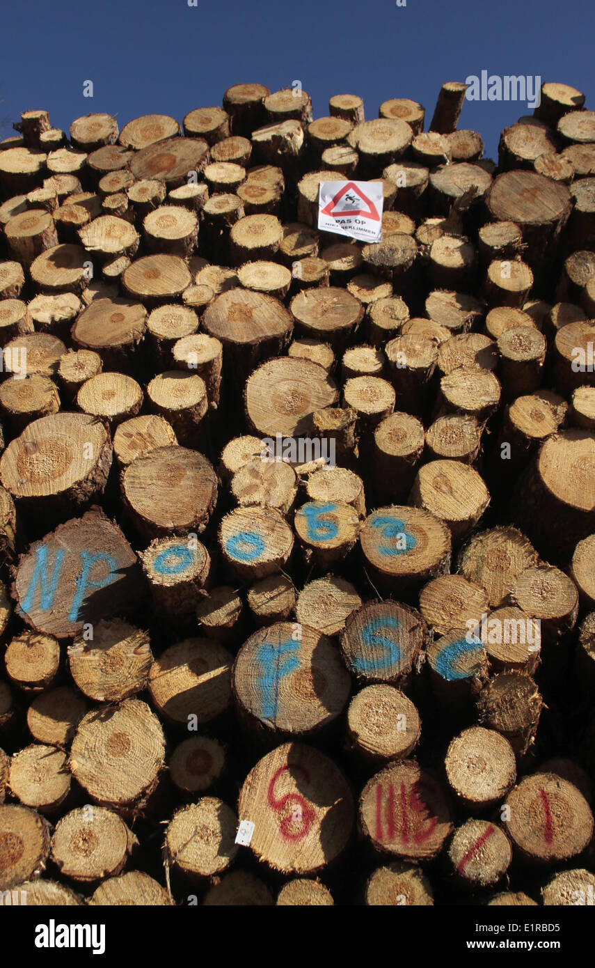 Woodpile of Scots Pine Stock Photo