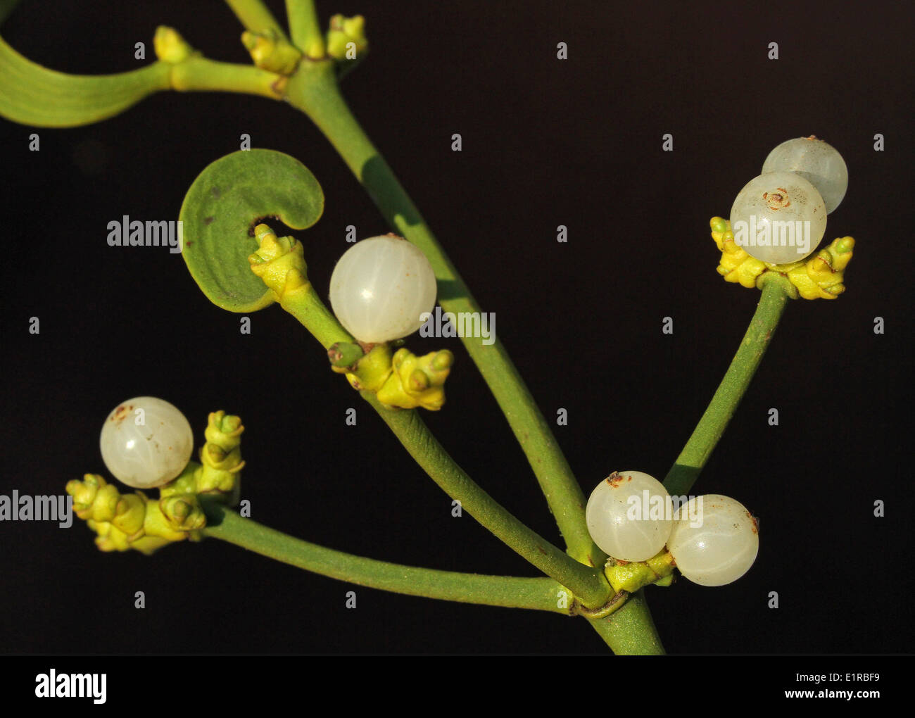 close up of mistletoe with some berries Stock Photo