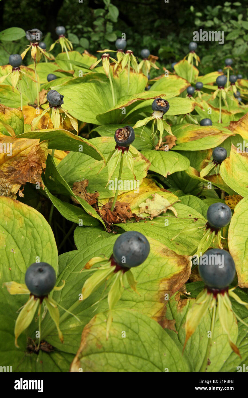 Herb Paris plants with berries Stock Photo