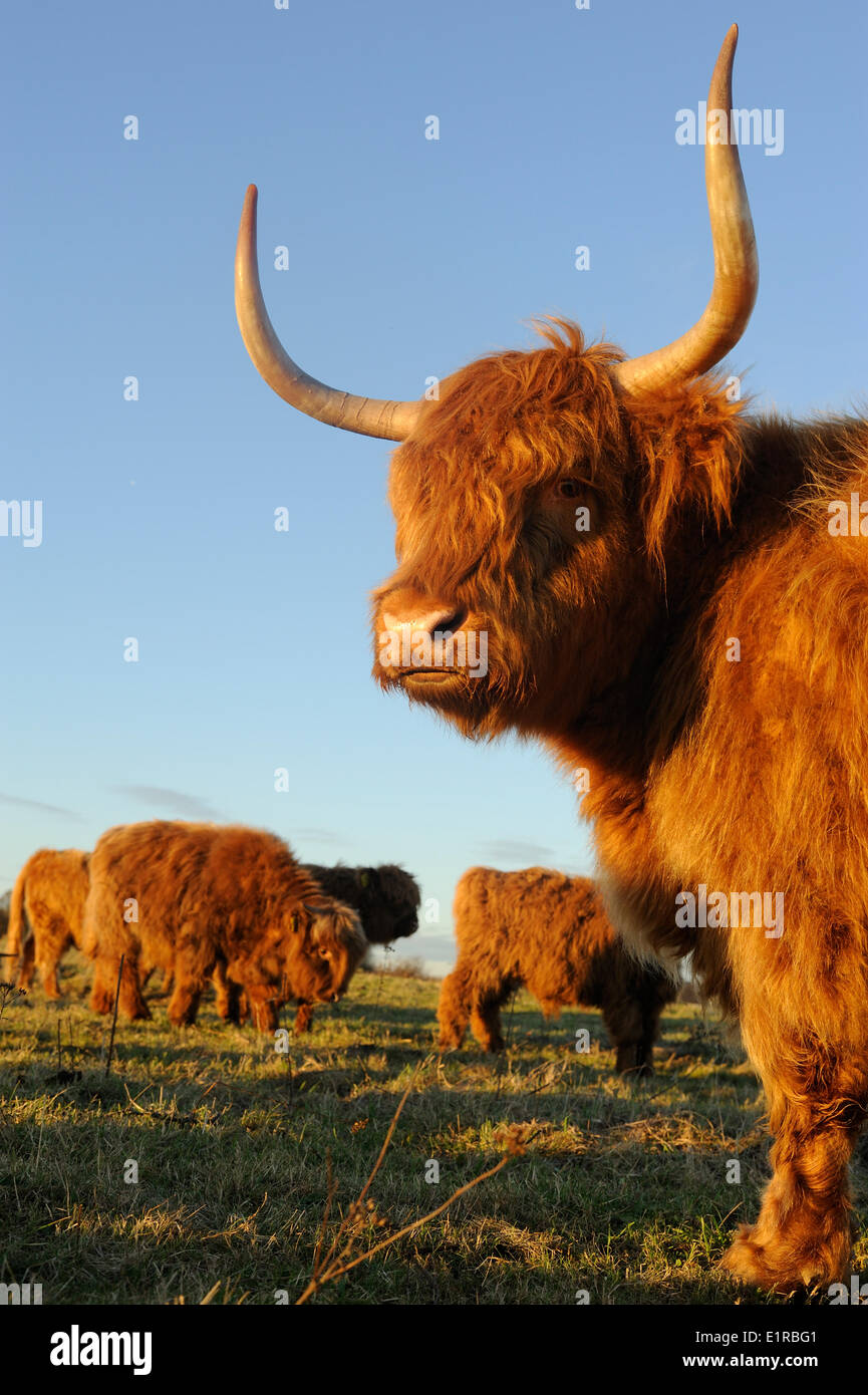 Highland cattle in nature reserve in The Netherlands Stock Photo
